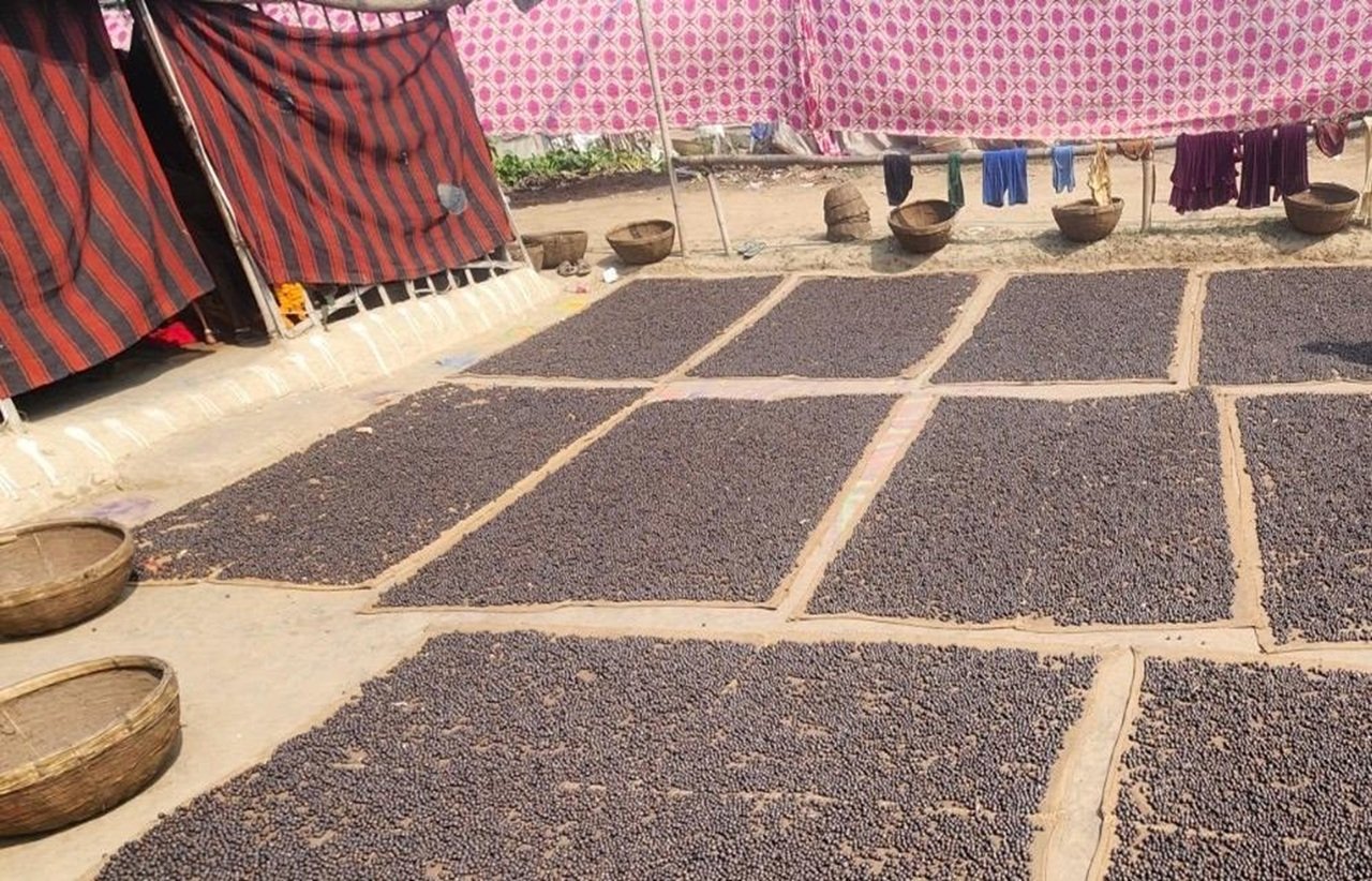 Careful traditional handling of makhana