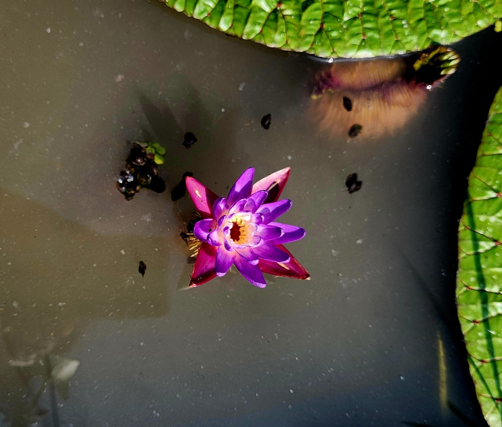 The natural source of our first product, makhana from the heart of Bihar