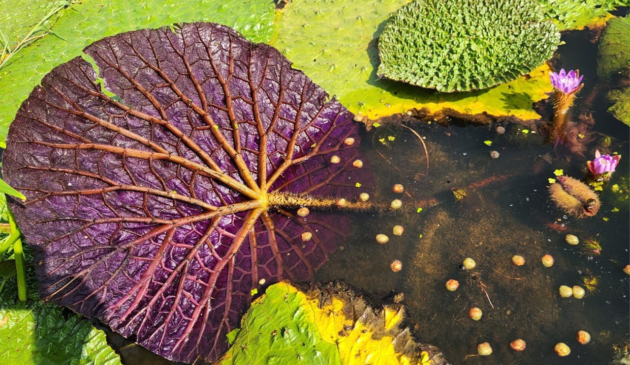 Makhana - seed to flower to fruit